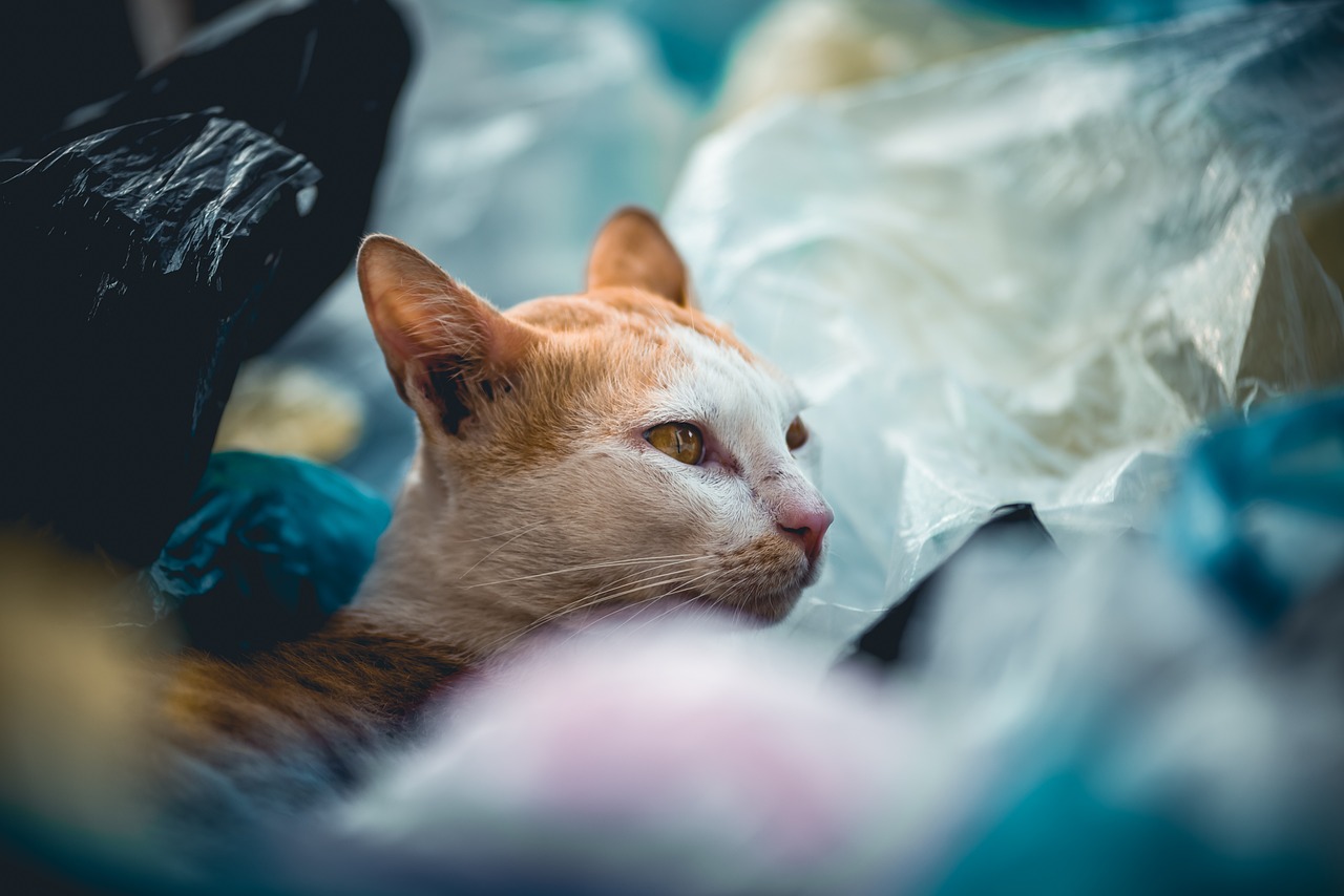 The Impact of Single-Use Plastic on Our Ecosystem